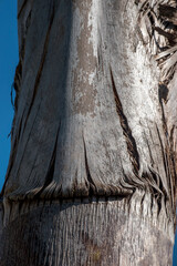 Textura de la corteza del tronco de una palmera