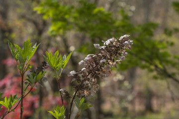 Last season hydrangea closeup
