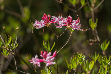 Wild azalea in full bloom closeup view