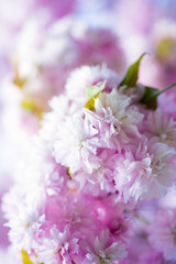 closeup of pink flowers of blooming japanese cherry tree in spring