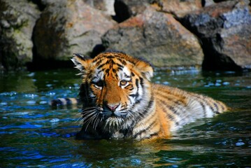 Fototapeta na wymiar Tigre âgé de 6 mois dans l'eau 