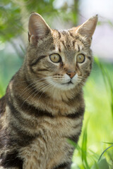 Naklejka na ściany i meble Frightened cat. Portrait of a domestic cat with big eyes.