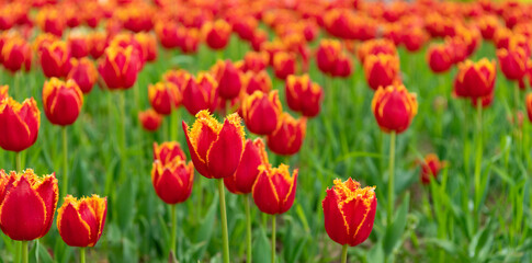 Fototapeta na wymiar field of flowers. red flowers of fresh holland tulips in field