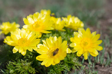 Adonis vernalis, known variously as pheasant's eye, is  blooms in meadow in spring.