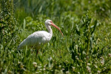 White Ibis