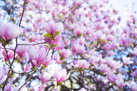 pink flowers of blooming magnolia tree in spring. copy space