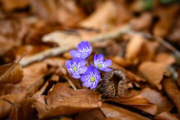 Leberblümchen