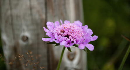 the bright colors of spring flowers