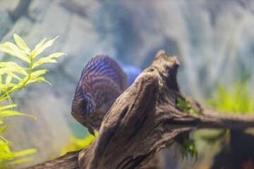 Close up view of gorgeous tiger Turks discus aquarium fish. Sweden