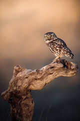 Little owl sitting on a dead tree in the sunset