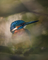 Kingfisher hiding in a bush