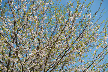 branches against sky