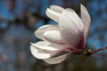 petals of a magnolia blossom up close