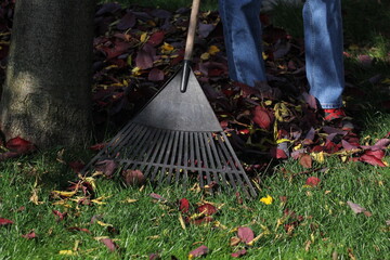 Raking leaves in yard during the fall