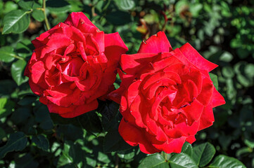 beautiful roses in the sun