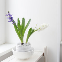 White and blue hyacinth in a large porcelain bowl, are on the shelf against the white wall. Layout. Spring concept