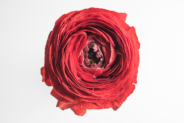 red persian buttercup isolated on pale gray. Copy space