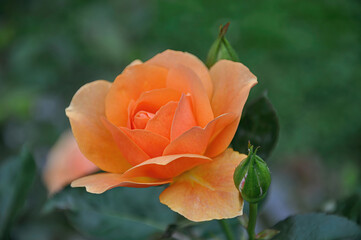 beautiful roses in the sun