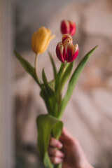 Female hands holding a bouquet of yellow pink spring flowers tulips. Feminine details of beauty and inspiration