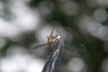 dragonfly resting on a metal spike