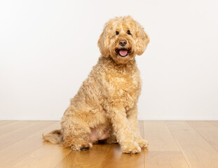 Goldendoodle dog sitting on a wooden floor with a bright and happy  expression. UK