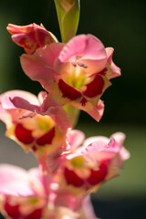 Obraz premium pink gladioli stem in stark light 
