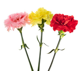 Carnations flowers