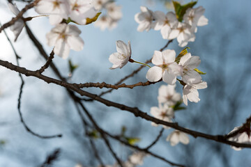 ephemeral cherry blossoms backlit by the sun