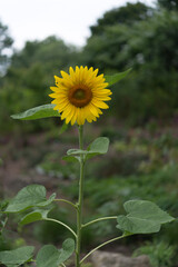 sunflower in the field