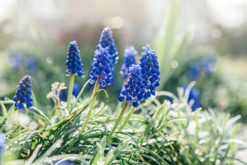 Early spring blue muscari or grape hycinth flowers in the garden