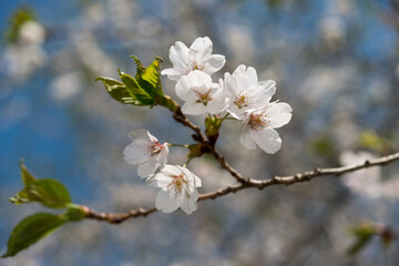dainty twig with cherry blossoms