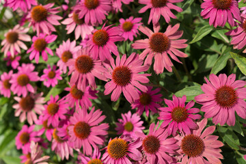 deep dusty pink echinacea blossoms