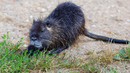 Fluffy brown nutria Myocastor coypus with white mustache in city park