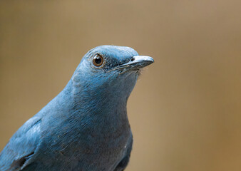 Blue Rock thrush beautiful, close up, perched on a stone near a cave in Ipoh Malaysia.