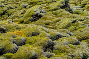 Bright green moss over lava field background