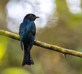 Square Tailed Drongo Cuckoo perched beautifully on a tree branch in the wild in a jungle in Taiping Malaysia.