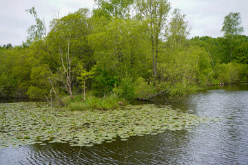 Water lilies floating on a lake