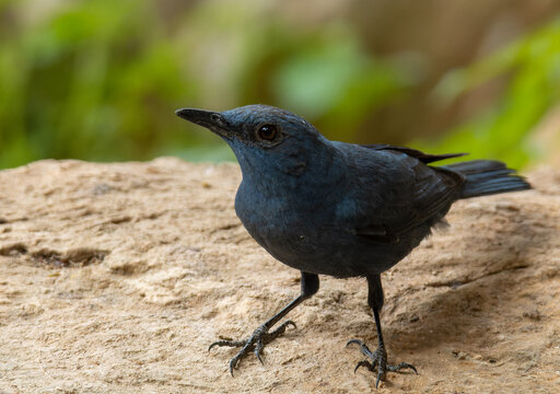 Blue Rock Thrush finding for worms perched on a stone near a cave in Ipoh Malaysia.