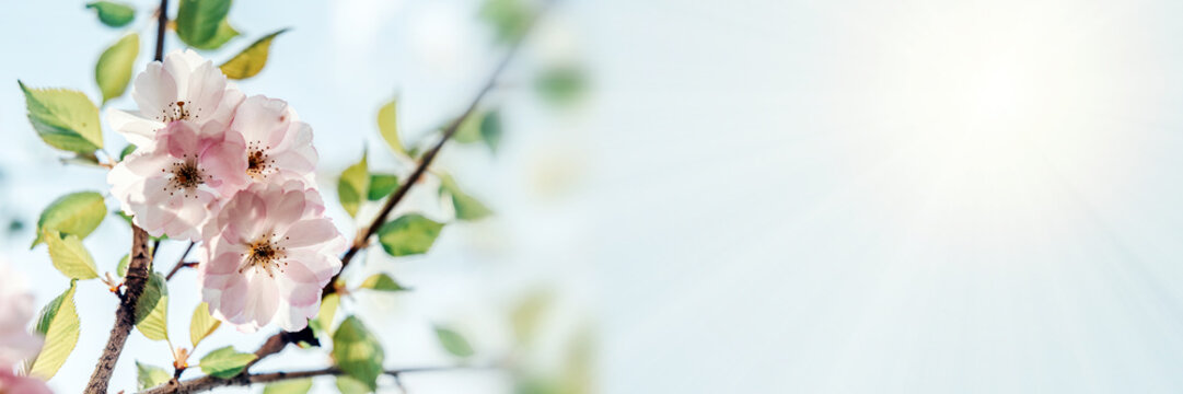 Spring banner with pink sakura cherry blossoms with copy space