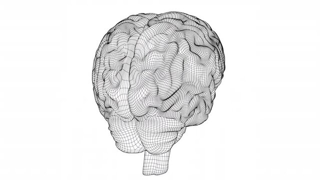 Wireframe brain isolated on white background. futage. 3D