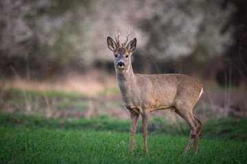 Naklejka na ściany i meble Roe deer standing in field