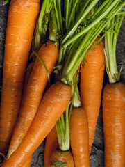 Freschissime carote dell'orto