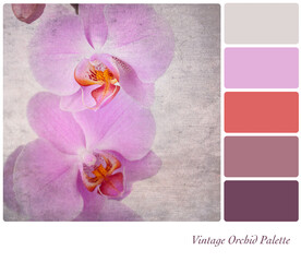 Vintage orchid palette