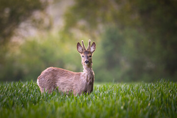 Roe deer standing in field