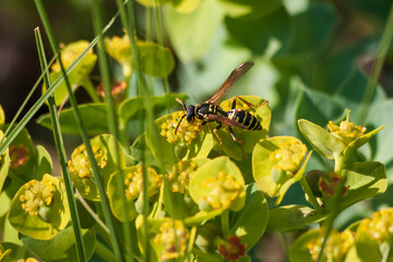 Wasp on a wild flower in sunny weather.