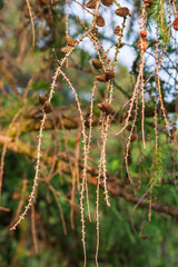 Conifer tree Larch on which are cones.