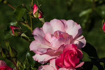 Shrub Rose 'Rosendorf Sparrieshoop' close up in the sun. Macro. Light pink bud behind a dark pink bud.2021. September.