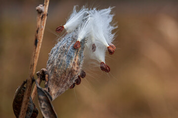 Winter plants in the countryside. Nice bokeh.