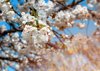 pink flowers blossom and green leaves on the branch on sunny spring day against blue sky