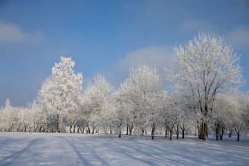 Fototapeta na wymiar snow covered trees